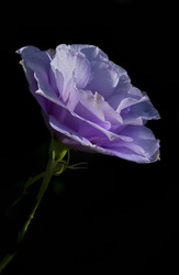Purple rose pictures