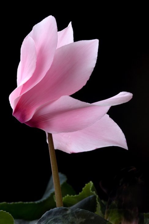 Pink Cyclamen Flower Picture