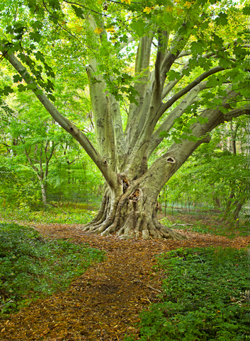 Pendle Hill Beech Tree