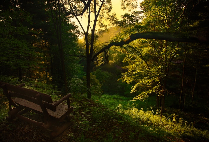 Picture of a bench in the forest