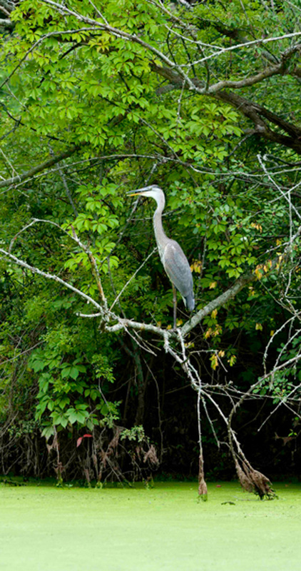 Blue Heron in a Green Pond Wildlife Photography