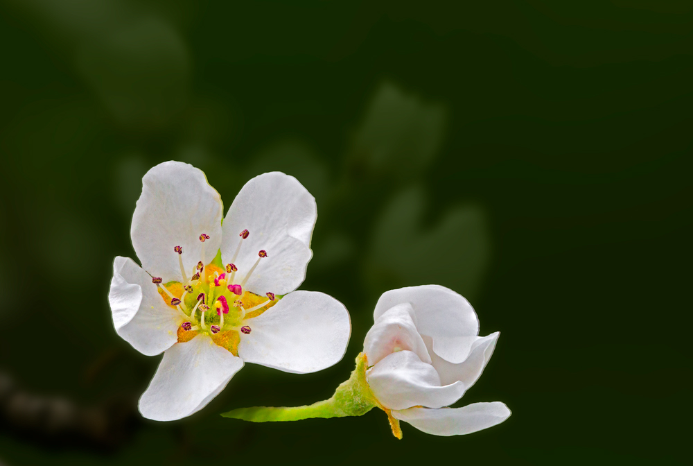 White Pear Flowers