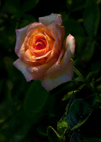 Peach rose from Whetstone Park in Columbus, Ohio