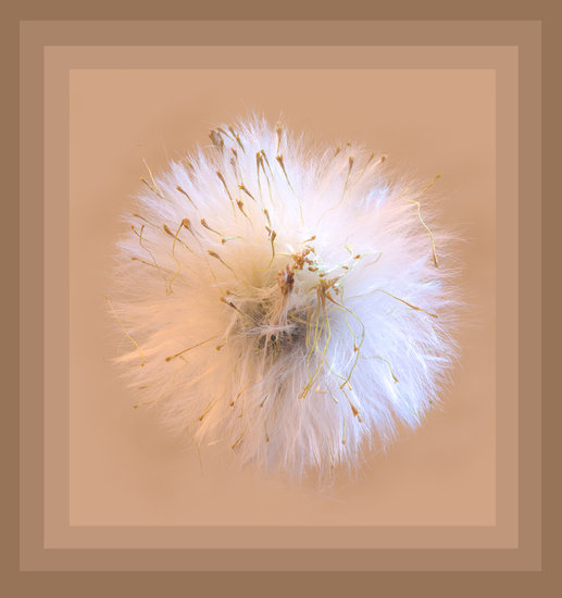 White Puffy Flower with Neutral Beige Background