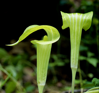 Jack and Jill in-the-pulpits Kingwood Center Mansfield, Ohio