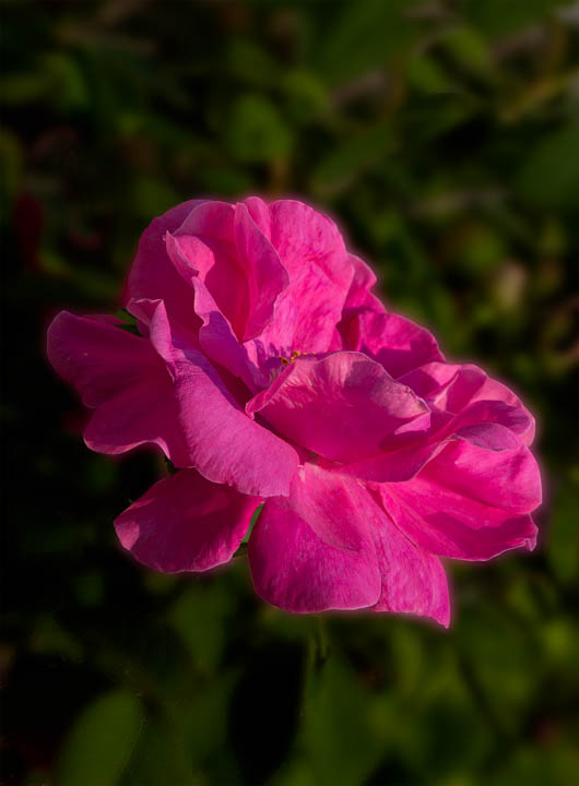 Ohio Pink Rose Photography