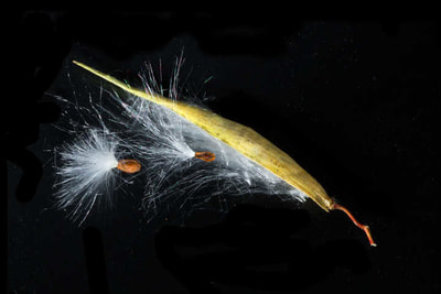 Swallow-wort milkweed macro photography