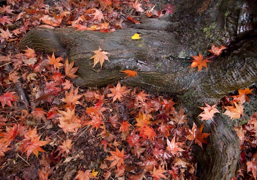 Ohio Fall Photography Orange Tree Leaves
