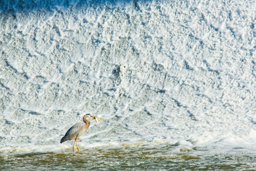 Heron catching fish