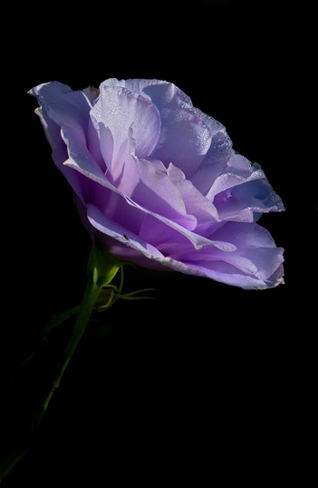Single Purple Rose from Columbus Park of Roses