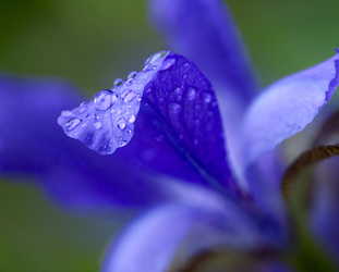 Inniswood Purple Iris
