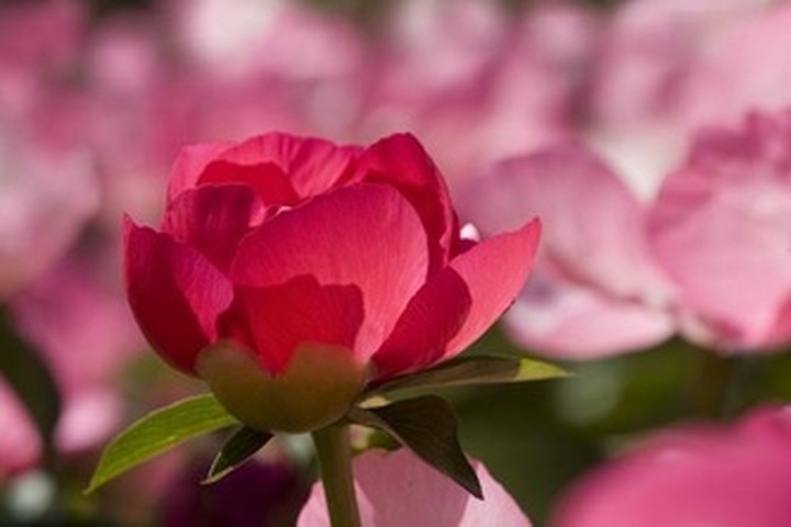 Pink Rose Ohio Photography