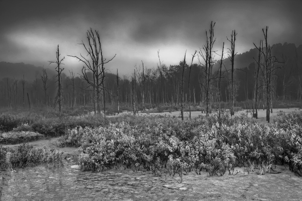 Black and White Photography Killbuck Wetlands in Winter