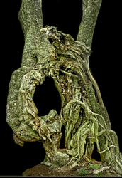 twisted gnarled tree roots and trunk