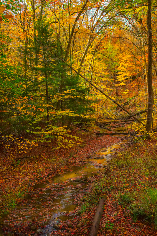 Fall Scenery of a Stream and Forest with Fall Leaves