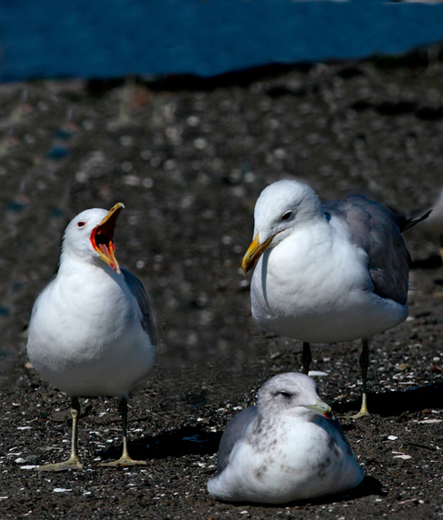 Seagulls Nautical Photography