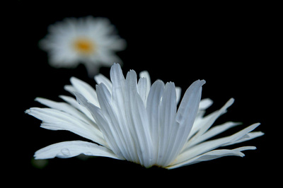 White Daisy pictures