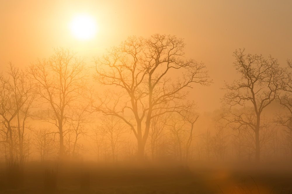 Orange Sunrise with Trees and Fog Landscape Photography
