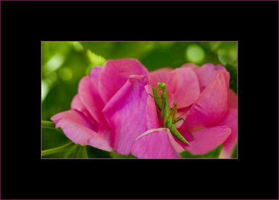 Praying Mantis Meditating in a Pink Flower