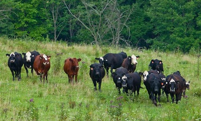 Cows grazing on Ohio farmland