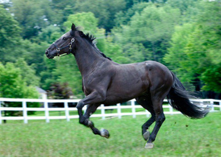 Galloping Horse Nature Photography