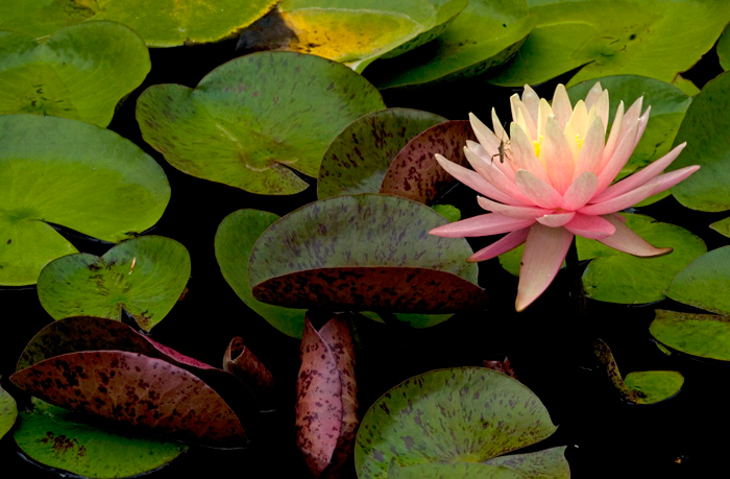 Pink Lotus and Green Bug Picture