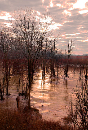 Golden Sunrise Killbuck, Ohio Wetlands