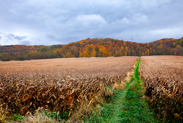 Fall scenery farmland corn field landscape photography
