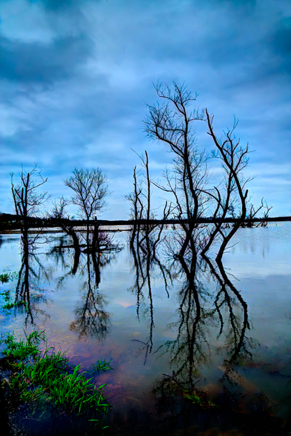 Tree Reflections in Killbuck Marsh