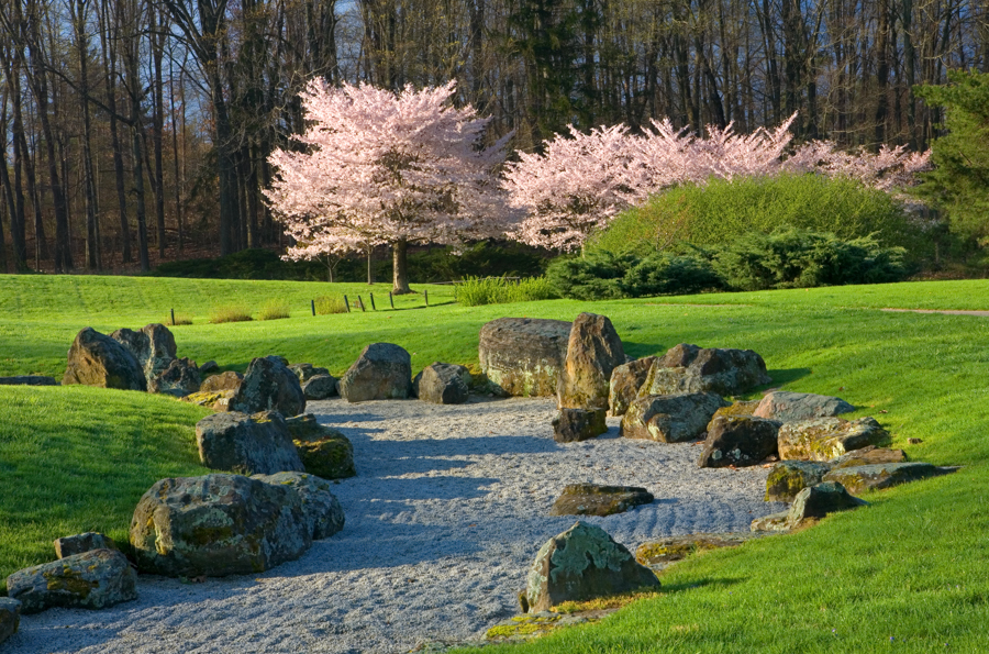 Pink Cherry Trees in a Zen Garden at Dawes Arboretum