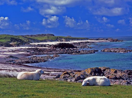 Sheep Iona Scotland Irish Sea Isle