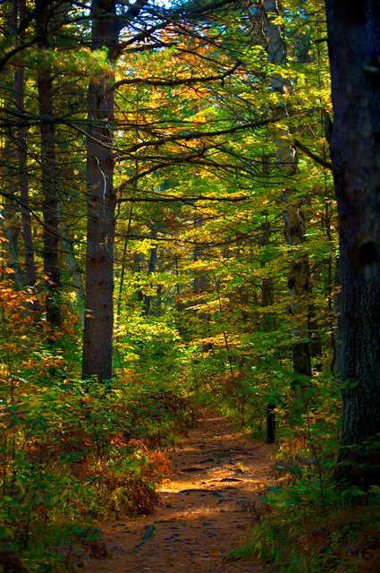 Fall leaves and trees in an Ohio pine tree forest