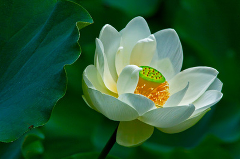 White Lotus Flower Art
