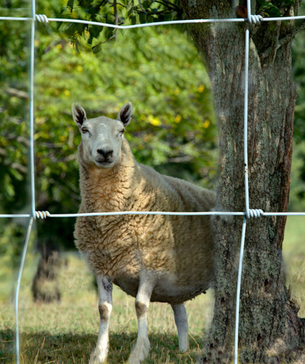 Sheep looking through a fence