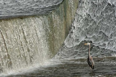 Heron in waterfall Scioto Dam
