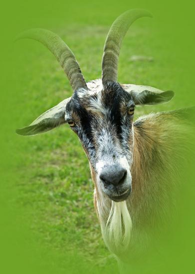 billy goat wildlife photography