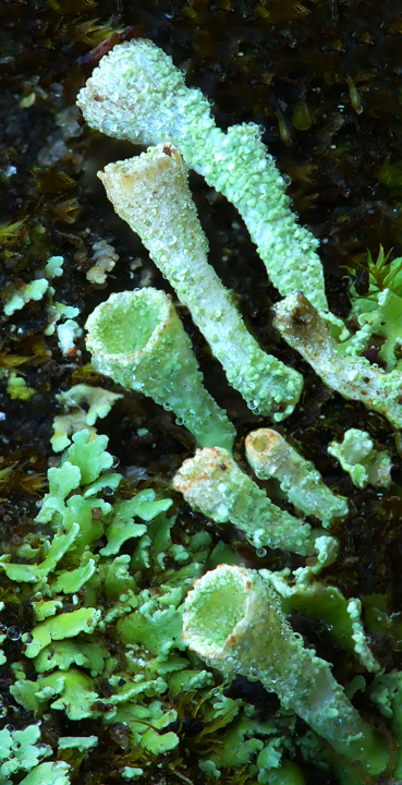 Green Pixie Cup Lichens