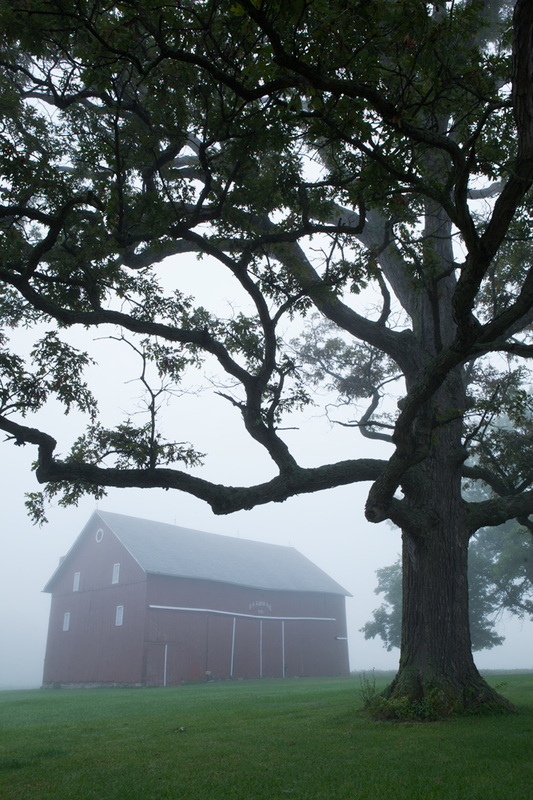 Red Ohio barn in the fog with tree beside it