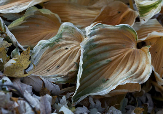 Fall Hosta Leaves