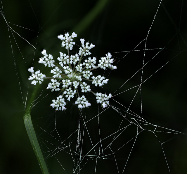 Queen Anne's Lace and Spider Webs Photography