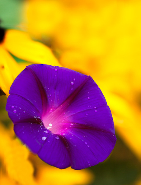 Purple Glory and Yellow Petunias