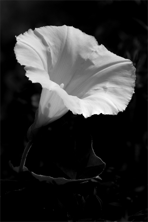 White Trumpet Flower Picture