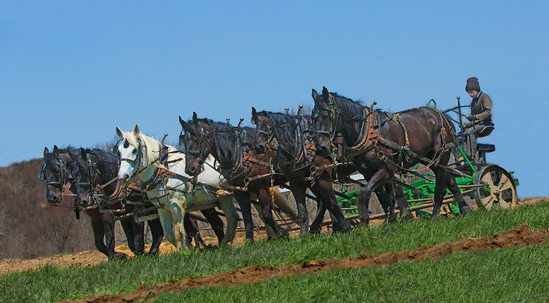 Farmer with horses and plow on the farm photography