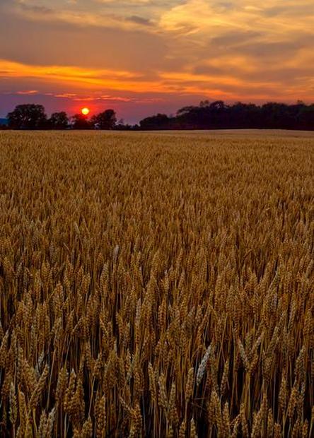 Ohio Wheat Field Farmland Photography