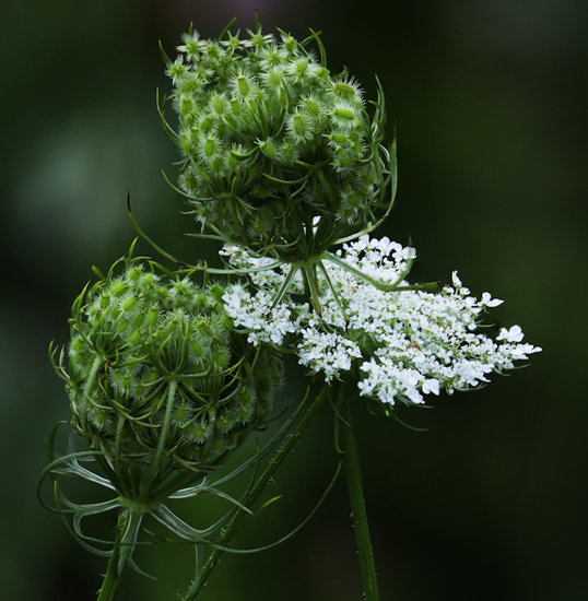 Queen Anne's Lace Flowers Photography