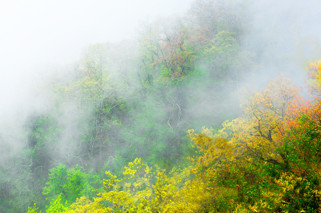 Fall Trees and Fog on a Mountain Nature Photography