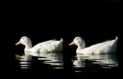 White duck pictures