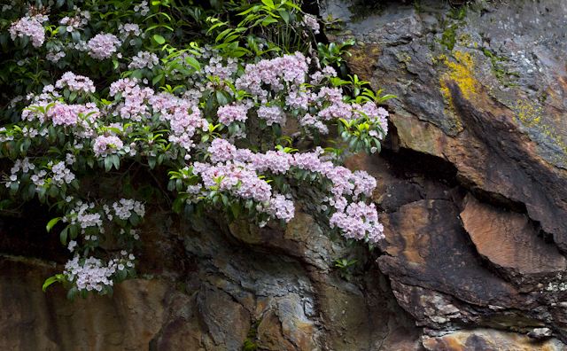 Pink Flowers Growing Out of a Rock in Ohio