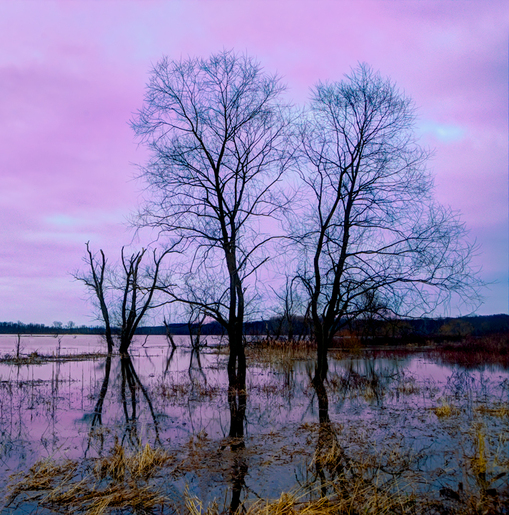 Purple Sunset Killbuck Marsh