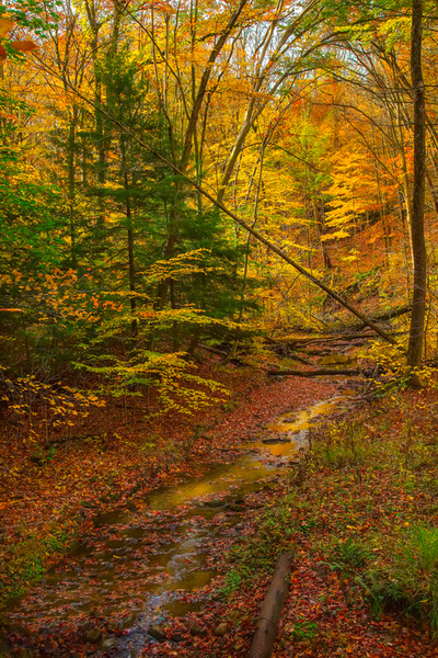 Stream though a forest surrounded by yellow fall trees